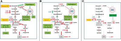 Persistence of Intracellular Bacterial Pathogens—With a Focus on the Metabolic Perspective